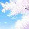 桜びと